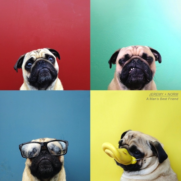 Meet Norm, the Personality-Filled Pug