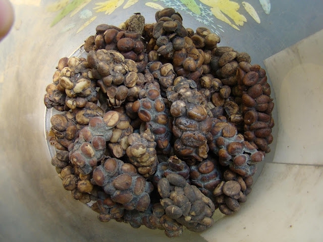 Most Expensive Coffee in the World: Kopi Luwak $90 a Cup