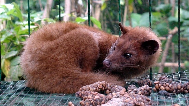 Most Expensive Coffee in the World: Kopi Luwak $90 a Cup