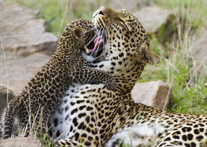 Mother Leopard Saves Her Baby 