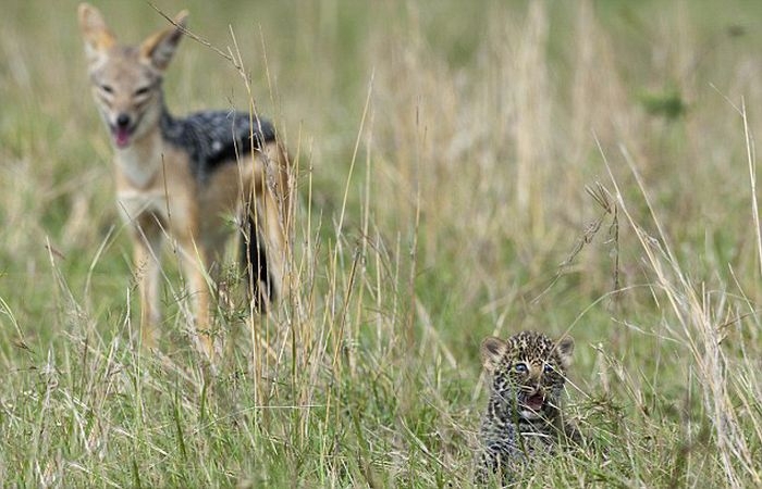 Mother Leopard Saves Her Baby 