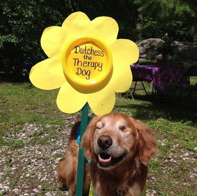 Dutchess The Blind Therapy Dog