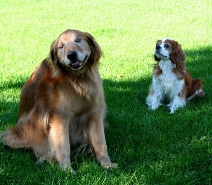 Dutchess The Blind Therapy Dog