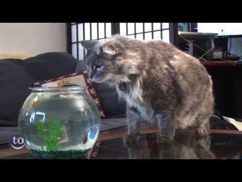 Scaredy Cats Scaredy Cats