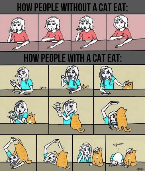 Eating With A Cat 