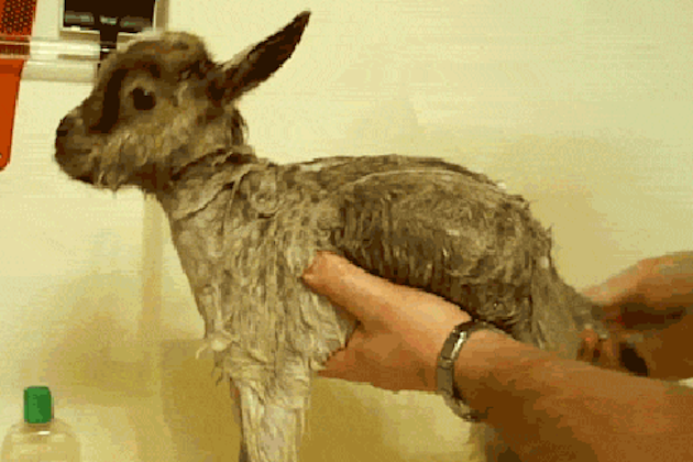 13 Goat GIFs to Make Your Day Way Funnier