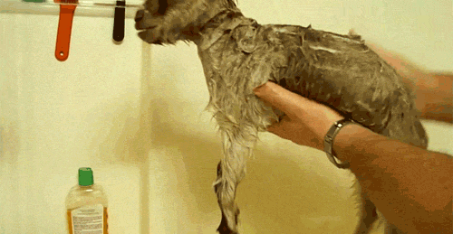 13 Goat GIFs to Make Your Day Way Funnier