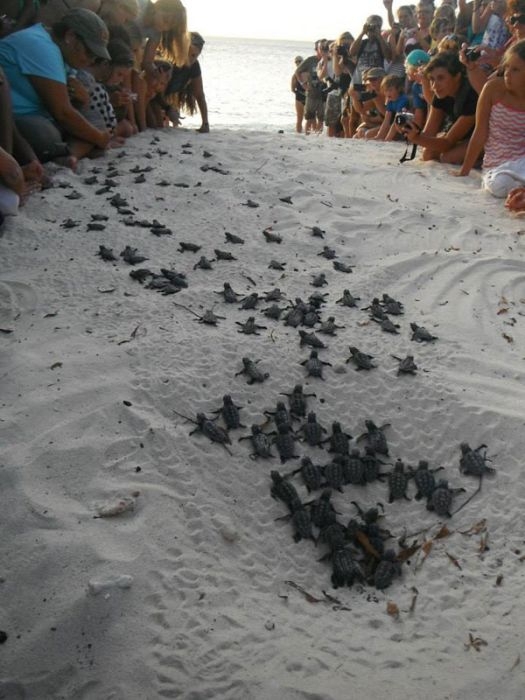 Bringing Baby Turtles to Sea 