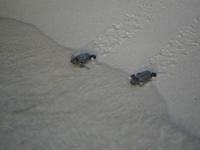 Bringing Baby Turtles to Sea 