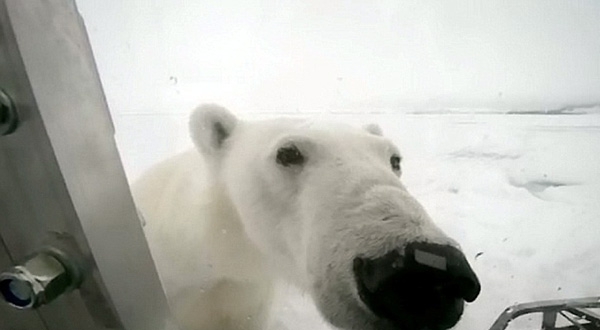 Filmmaker Captures His Terrifying Polar Bear Attack On Camera 