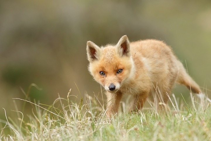 Heartwarming Photos of Adorable Baby Foxes 