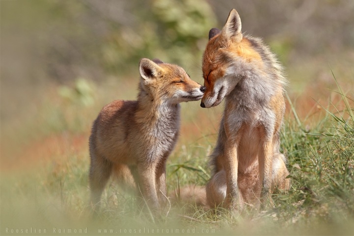 Heartwarming Photos of Adorable Baby Foxes 
