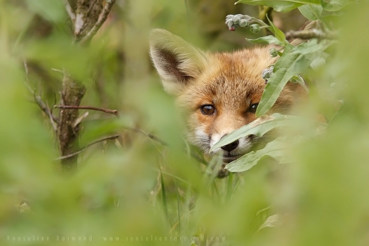 Heartwarming Photos of Adorable Baby Foxes 