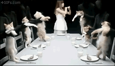 Cat Dance Dinner 