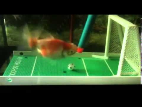 Goldfish is a goalfish who plays football and even scores 