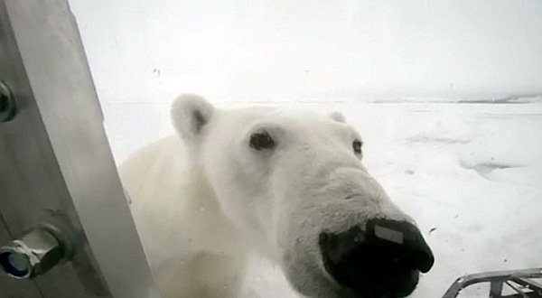 Filmmaker Captures His Terrifying Polar Bear Attack On Camera