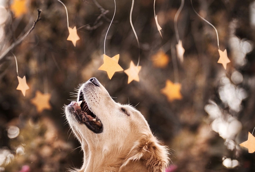 Golden Retriever Champ: Probably the Happiest Dog In The World 