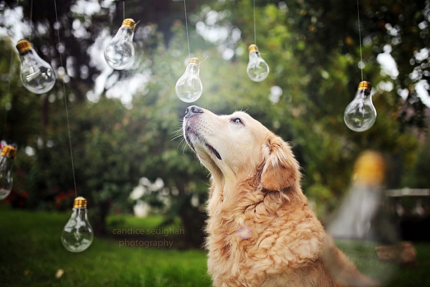 Golden Retriever Champ: Probably the Happiest Dog In The World 