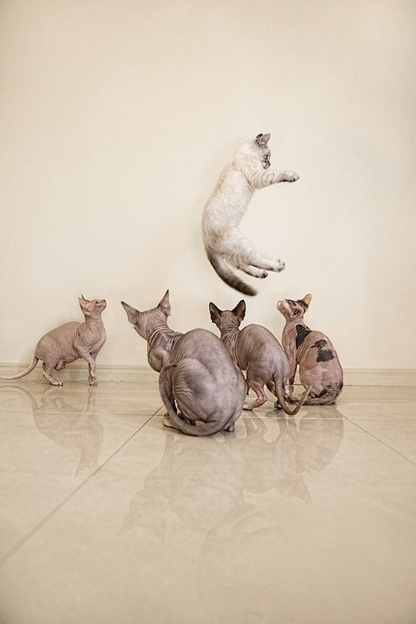 Fine art photos of hairless cats