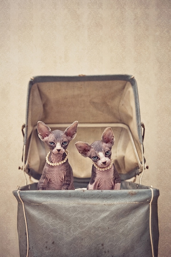 Fine art photos of hairless cats