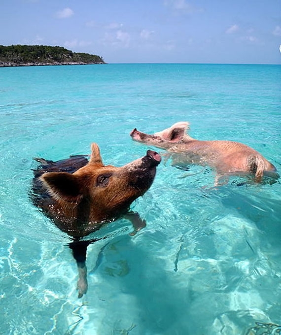 Bacon Beach: Island Of Swimming Pigs 