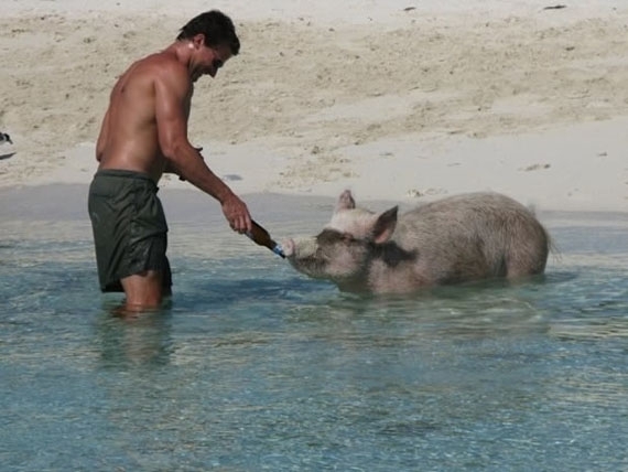 Bacon Beach: Island Of Swimming Pigs 