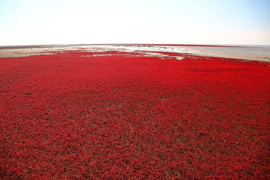 Incredible Red Beach in Panjin, China 