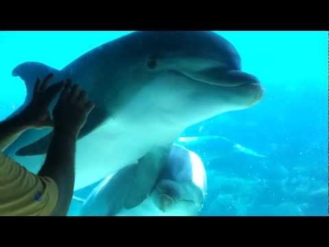 How to use a comb to get a dolphin to come right up to you at the zoo 