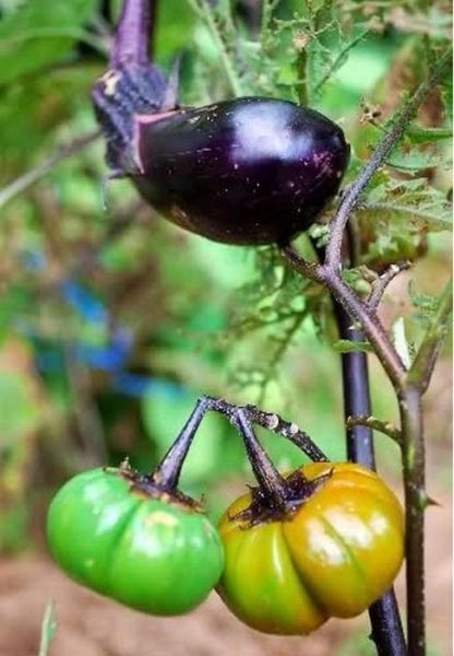 Mutant Produce from Japan 