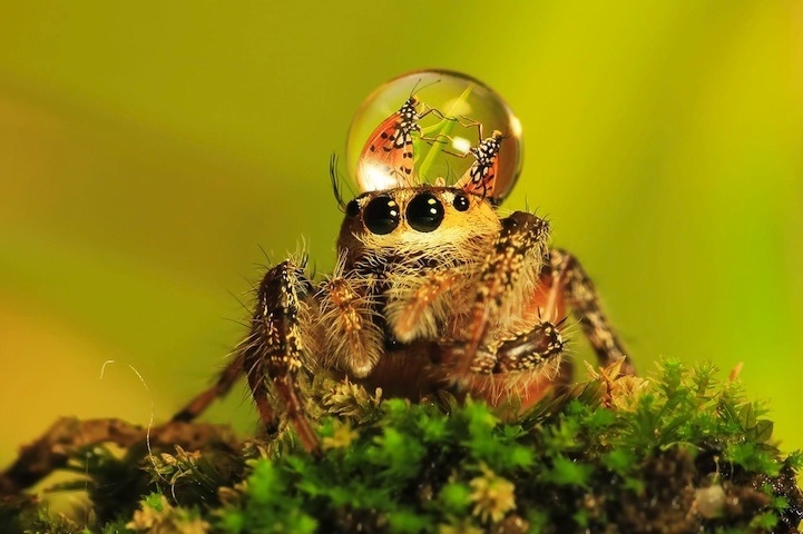 Silly Photos of Spiders Wearing Water Droplets as Hats