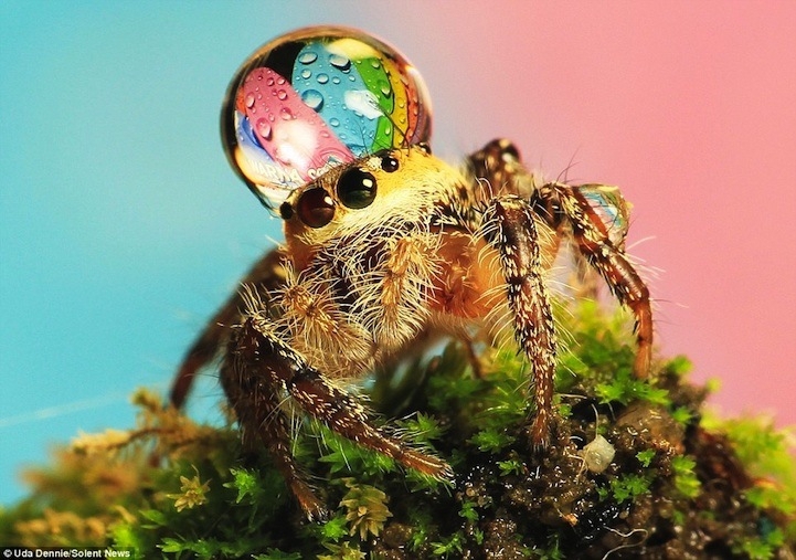 Silly Photos of Spiders Wearing Water Droplets as Hats