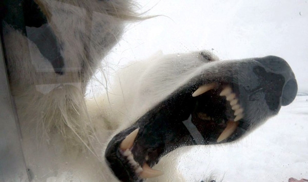 Filmmaker Captures His Terrifying Polar Bear Attack On Camera