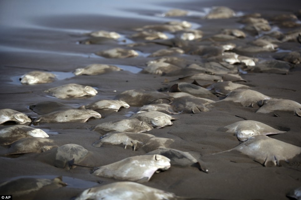 300 Stingrays Found Dead On A Mexican Beach!