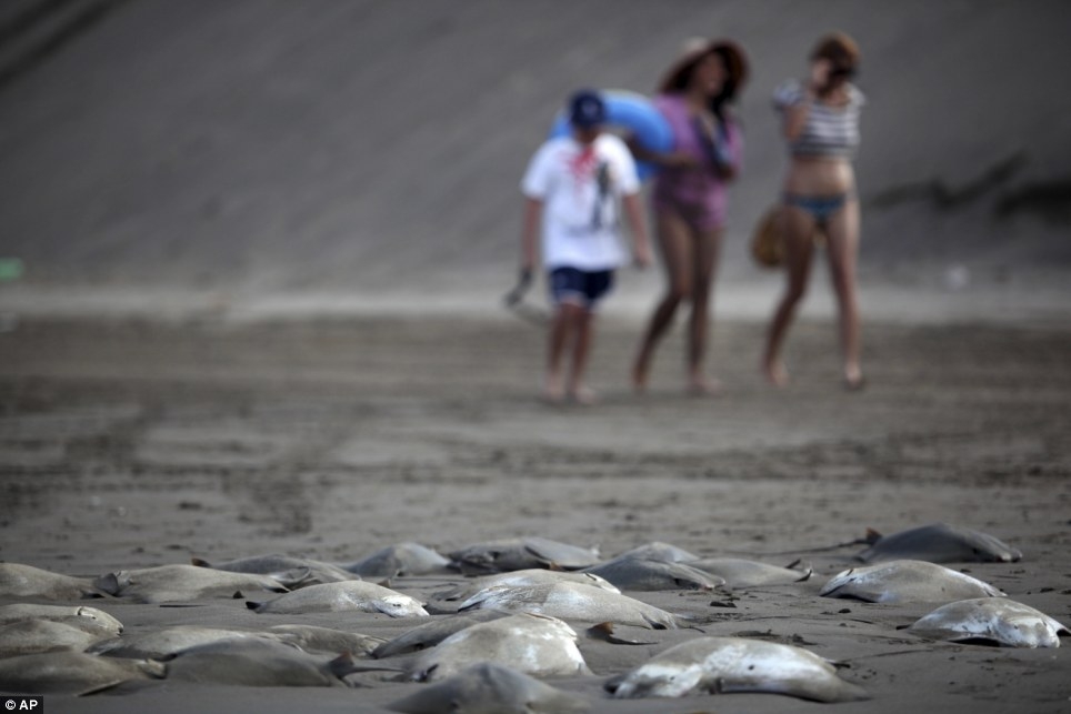 300 Stingrays Found Dead On A Mexican Beach!
