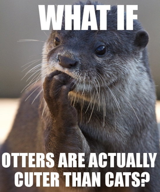 Otterly Cute!