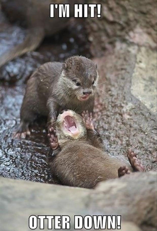 Otterly Cute!