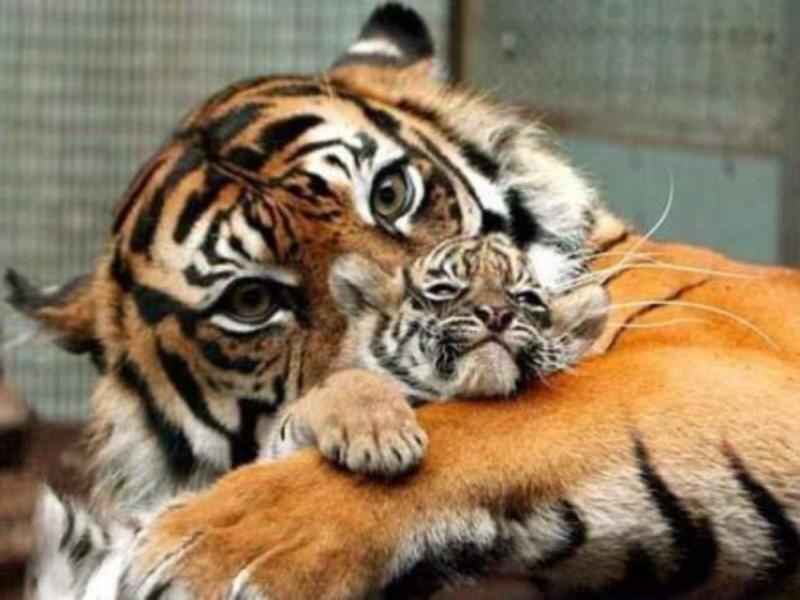 Animals Being Awesome Moms.