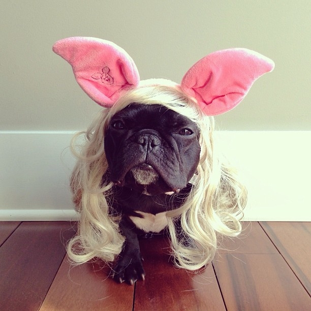 Meet Trotter: The French Bulldog That's a Master of Disguise