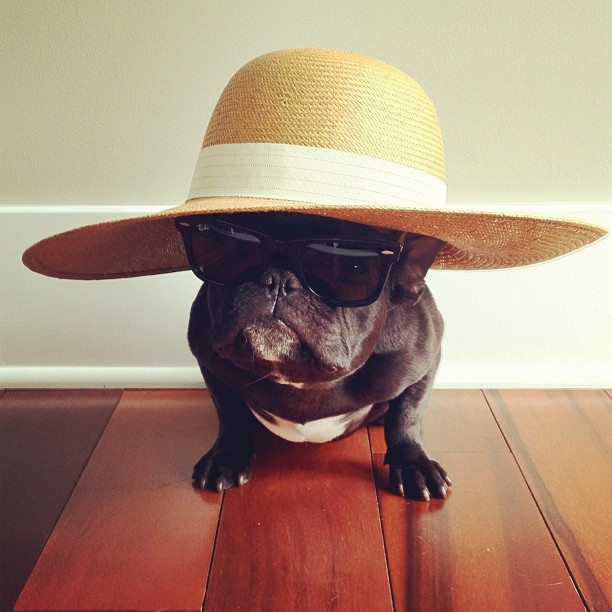 Meet Trotter: The French Bulldog That's a Master of Disguise