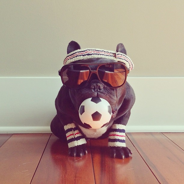 Meet Trotter: The French Bulldog That's a Master of Disguise