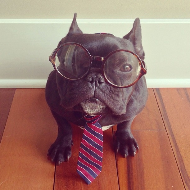 Meet Trotter: The French Bulldog That's a Master of Disguise