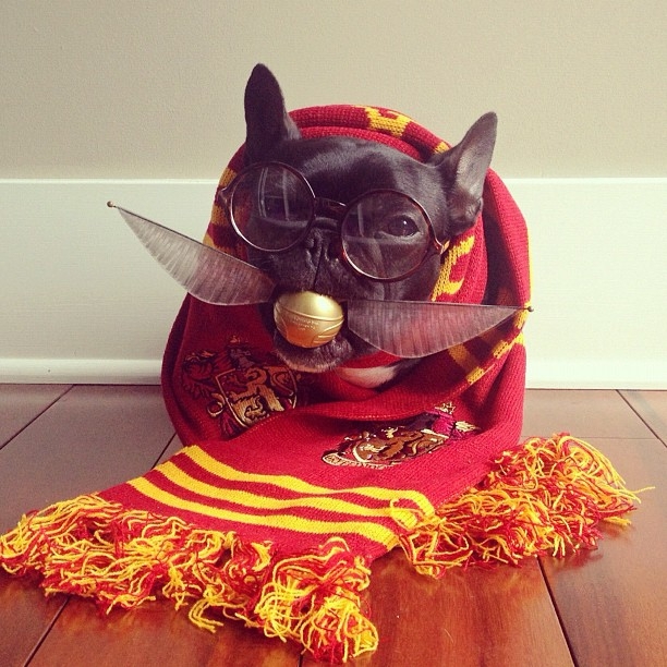 Meet Trotter: The French Bulldog That's a Master of Disguise