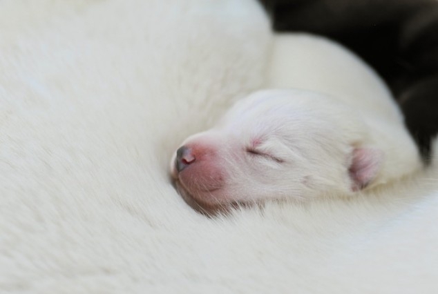 Newborn Puppies, By Traer Scott. Cuteness Overload!