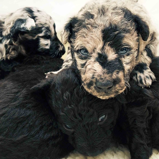 Newborn Puppies, By Traer Scott. Cuteness Overload!