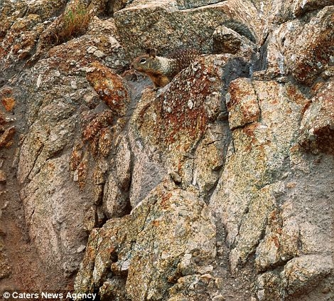 Can You Spot The Animals In These Amazing Nature Shots?!