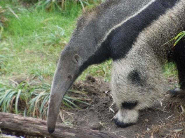 Anteater's Cute And Freaky Panda Feet!