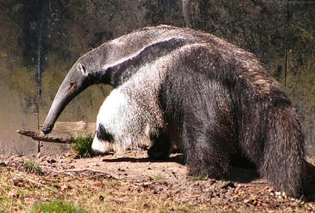 Anteater's Cute And Freaky Panda Feet!