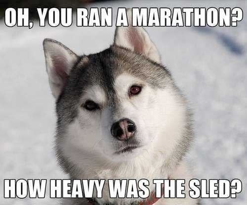 Cheer Up With Some Awesome Husky Memes! 