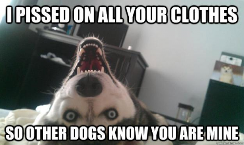 Cheer Up With Some Awesome Husky Memes! 