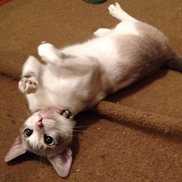 12 Cross Eyed Kitties to Make Your Day